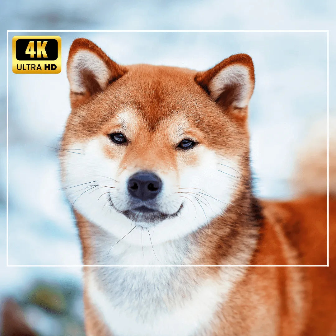【New】Magcubicjp PRO